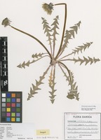 Isotype of Taraxacum latens H.Øllg. [family ASTERACEAE]