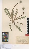 Syntype of Taraxacum nordstedtii Dahlst. [family ASTERACEAE]