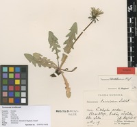 Isotype of Taraxacum broddesonii Lundev. & H.Øllg. [family ASTERACEAE]