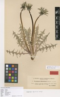 Isolectotype of Taraxacum chloroticum Dahlst. [family ASTERACEAE]
