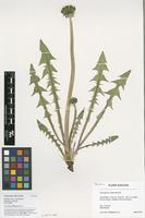 Filed as Taraxacum interveniens G.E.Haglund [family ASTERACEAE]