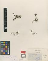 Syntype of Microgonium bimarginatum Bosch [family TRICHOMANACEAE]