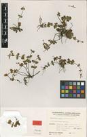 Type of Notholaena leachii Schelpe [family CHEILANTHACEAE]