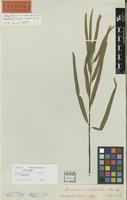 Holotype of Lindsaea ensifolia Sw. [family LINDSAEACEAE]
