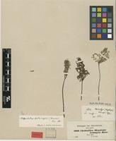 Syntype of Cheilanthes schimperi Kunze [family CHEILANTHACEAE]