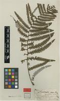 Type? of Polypodium glaucum Thunb. ex Houtt. [family GLEICHENIACEAE]