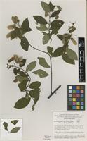 Isotype of Banisteriopsis calcicola B.Gates [family MALPIGHIACEAE]