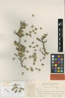 Type of Hippomane horrida Urb. & Ekman [family EUPHORBIACEAE]