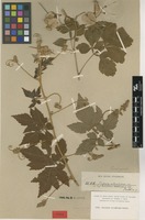Isotype of Serjania columbiana Radlk. [family SAPINDACEAE]
