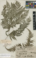 Type of Cyathea polypodioides Sw. [family CYATHEACEAE]