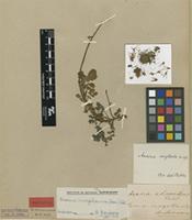Lectotype of Acaena neglecta Bitter [family ROSACEAE]