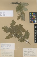Filed as Sorbus aucuparia x hybrida [family ROSACEAE]