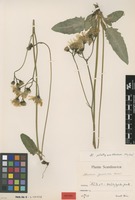 Isotype of Hieracium platyanthelum Hyl. [family ASTERACEAE]