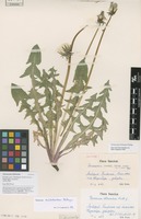 Isotype of Taraxacum eversii Såltin [family ASTERACEAE]