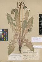 Isolectotype of Taraxacum retroflexiforme Dahlst. ex M.P.Christ. & Wiinst. [family ASTERACEAE]