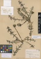 Isolectotype of Taraxacum oncolobum Dahlst. [family ASTERACEAE]