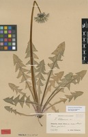 Syntype of Taraxacum latissimum Palmgr. [family ASTERACEAE]