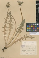 Syntype of Taraxacum pannucium Dahlst. [family ASTERACEAE]
