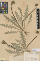 Syntype of Taraxacum pannucium Dahlst. [family ASTERACEAE]