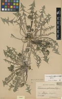 Syntype of Taraxacum pectinosum G.E.Haglund [family ASTERACEAE]