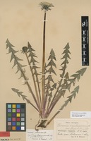 Syntype of Taraxacum angustisquameum Dahlst var. pholidotum Dahlst. [family ASTERACEAE]