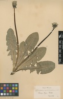 Syntype of Taraxacum ancistrolobum Dahlst. [family ASTERACEAE]