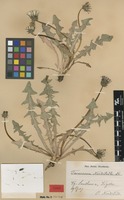 Syntype of Taraxacum nordstedtii Dahlst. [family ASTERACEAE]