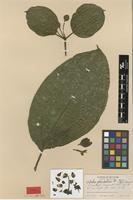 Type of Blakea glandulosa Gleason [family MELASTOMATACEAE]