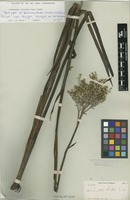 Isotype of Lachnanthes tinctoria (Walter ex J.F.Gmel.) Elliott var. major C.Wright ex Griseb. [family HAEMODORACEAE]