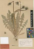 Lectotype of Taraxacum piceatum Dahlst. [family ASTERACEAE]