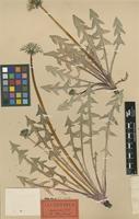 Lectotype of Taraxacum hamatiforme Dahlst. [family ASTERACEAE]