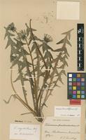 Isolectotype of Taraxacum hamatiforme Dahlst. [family ASTERACEAE]