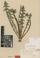 Isolectotype of Taraxacum aequatum Dahlst. [family ASTERACEAE]