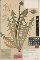 Holotype of Taraxacum arrectipes G.E.Haglund [family ASTERACEAE]