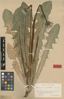 Isolectotype of Taraxacum aurosulum H.Lindb. [family ASTERACEAE]