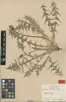 Isotype of Taraxacum chlorellum G.E.Haglund [family ASTERACEAE]