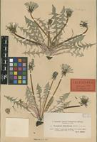 Lectotype of Taraxacum chloroticum Dahlst. ex Florstr. [family ASTERACEAE]