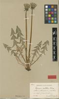 Isolectotype of Taraxacum cordatum Palmgr. [family ASTERACEAE]