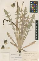 Isotype of Taraxacum diastematicum Markl. [family ASTERACEAE]