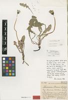 Lectotype of Taraxacum drucei Dahlst. [family ASTERACEAE]