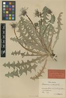 Holotype of Taraxacum excellens Dahlst. [family ASTERACEAE]