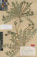 Lectotype of Taraxacum expallidiforme Dahlst. [family ASTERACEAE]