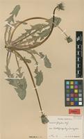 Isotype of Taraxacum fulgidum G.E.Haglund [family ASTERACEAE]