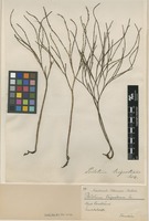 Filed as Psilotum nudum (L.) P.Beauv. [family PSILOTACEAE]