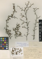Type of Ottoschmidtia haitiensis Urb. [family RUBIACEAE]