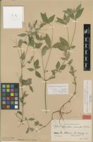 Isotype of Alternanthera micrantha R.E.Fr. [family AMARANTHACEAE]