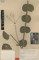 Type of Pfaffia elata R.E.Fr. [family AMARANTHACEAE]