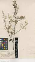 Filed as Iresine angustifolia Euphrasén [family AMARANTHACEAE]