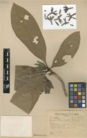 Type? of Duroia longiflora Ducke [family RUBIACEAE]