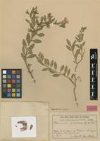 Holotype of Petunia excellens R.E.Fr. [family SOLANACEAE]